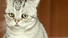 Як відлучити кішку від сухої їжі: ефективні та робочі методи